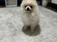 5 aylık aşılar tam erkek eğitimli pomeranian