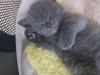 Safkan British Shorthair Gri Erkek