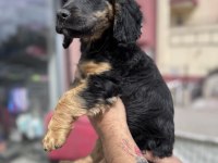 Özel olmak isteyenlere black tan cavalier king charles