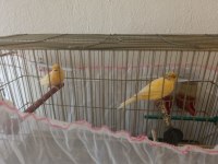 Çift kanarya kuşlarımızı sahiplendirme