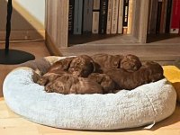 21.10.2024 Doğumlu Red Toy Poodle