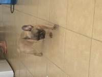 4 Aylık French Bulldog