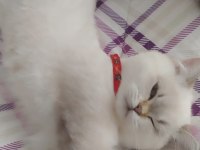 Beyaz pamuk kedim 6 aylık dişi
