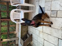 7 aylık erkek malinois belçika kurdu