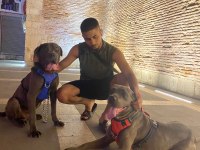 Acil satılık cane corso köpekler