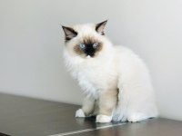 ŞECERELİ ANNE VE BABADAN SAFKAN RAGDOLL DİŞİ YAVRUM