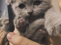 IRK GARANTİLİ SCOTTİSH FOLD KEDİSİ YAVRULAR