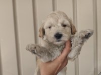 3 erkek kardeş maltipoo