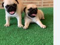 Pug yavrusu