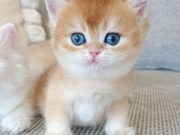 Bebeksi Golden British Shorthair