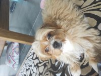 Oyuncu maltipoo tarçınımız