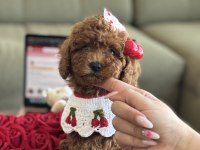 Yavru poodle kızım Cherry