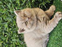 Ayı surat british shorthair kızımız yeni ailesini arıyor