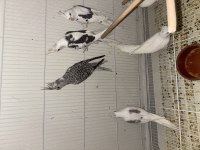 Erkek ve dişi mutasyon kızgın yaşında kuşlar