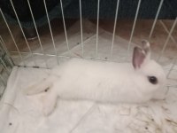 Yavru Cüce tavşan