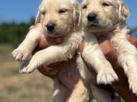 Golden retriever minişler