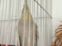 2 Yaşında Barut Gibi Dişi Eşe Hazır Sultan Papağanı