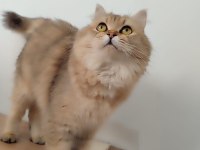 GÜZEL BRİTİSH LONGHAİR KIZIMIZA SICAK BİR YUVA