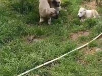 IRK VE SAĞLIK GARANTİ KANGAL YAVRULARIMIZ