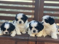 Shih Tzu (Şitsu)