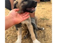 Orjinal Kangal Yavruları Dişi Erkek