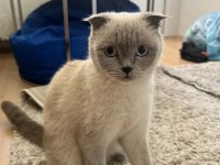 Scottish fold kedimizi sahiplendirmek istiyoruz