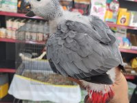 Bebek Jakolar Kırmızı Kuyruk Kango