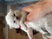 Yavru british shorthair