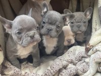 MİNİK FRENCH BULLDOG CANAVARLAR YENİ AİLESİNİ ARIYOR