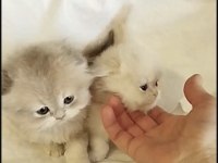 SAFKAN SCOTTİSH FOLD KEDİLER