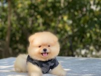 Yeni evlerine gitmeye hazır pomeranian yavruları