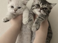 British Shorthair Yavrular