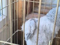 EVCİL KONUŞAN JAKO STRES GEÇİRMİŞTİR