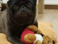 Orijinal pug mops