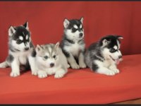Sibirya kurdu husky a kalite 1 sınıf ırk