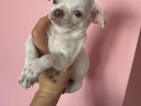 Mini boy CHİHUAHUA bebekler