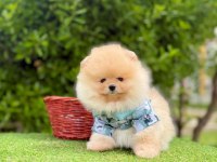 Safkan Pomeranian Boo Yavrularımız