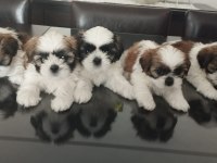 40 günlük ırk garantili shih tzu yavrular