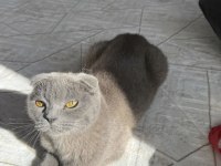 Bal Gibi Scottish Fold Kız