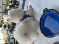 Yakışıklı pomeranian köpeği oğlum