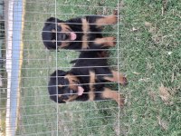 Safkan macar koca kafa küt burun rottweiler yavrular