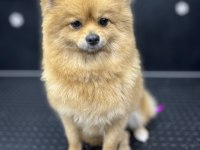 Uygun Annelik Tecrübeli Dişi Pomeranian Boo