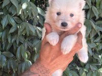 Samoyed Yavruları