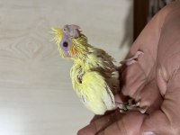 Yavru Ve Takım Sultan Papağanı