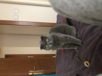 Scottish fold oğlumuza gelin arıyoruz