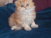 British Longhair Golden Dişi