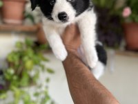 Border Collie yavrular