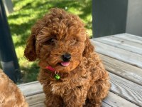 Kore yavrusu a kalite orijinal toy Poodle yavru