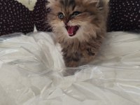 Efsane bebek kediler ilana açıldı