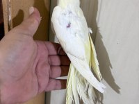 56 GÜNLÜK KUSURSUZ LUTİNO SULTAN BEBEK